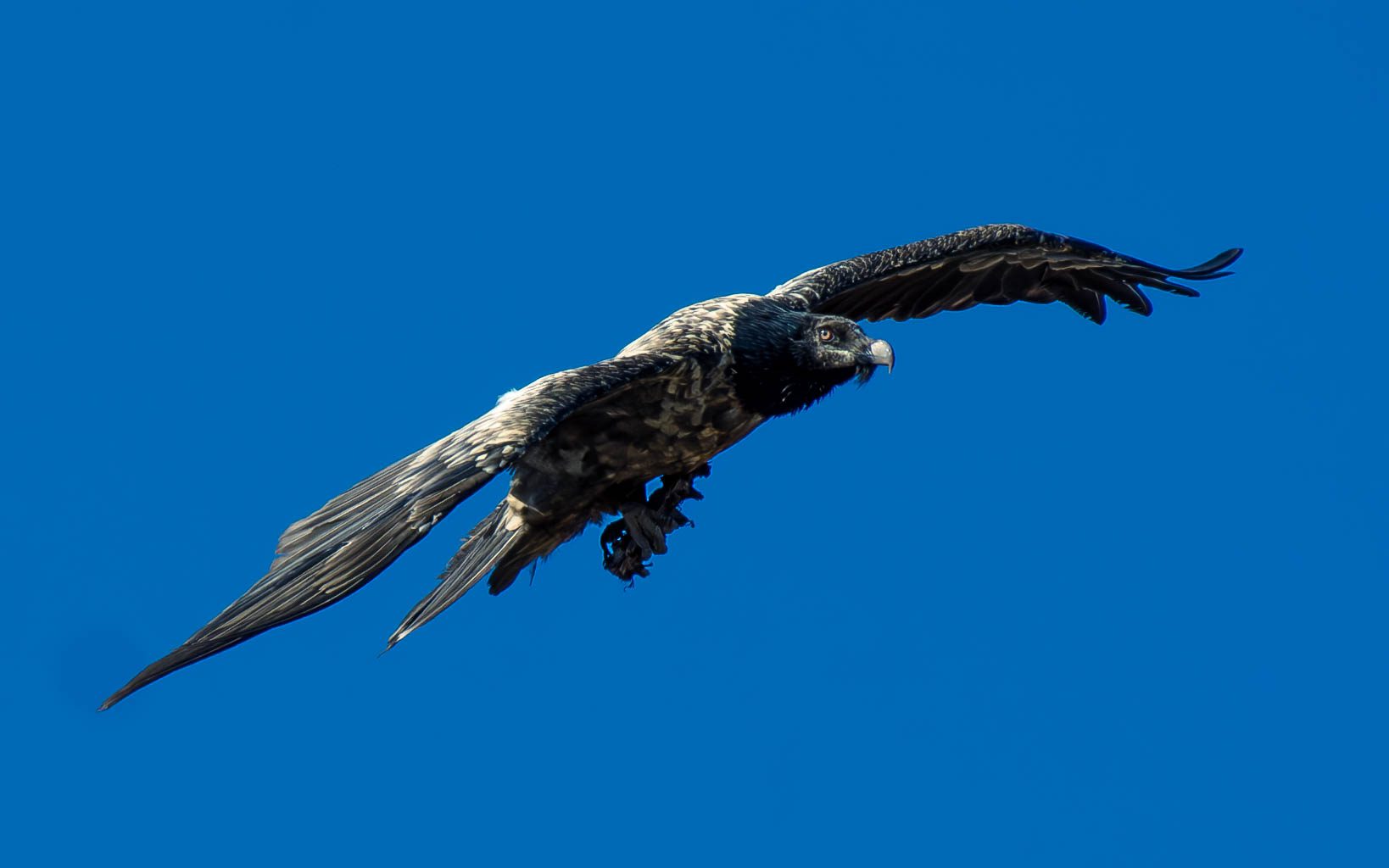 7 Powerful Facts About the Bearded Vulture in Golden Gate National Park